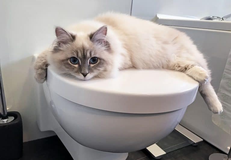 Why Does My Cat Always Follow Me To The Bathroom 