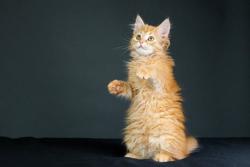 Why Is My Cat So Staticy Causes And Quick Fix Tips