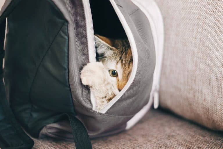 How To Coax A Cat Out Of Hiding How To Lure A Cat Out Of Hiding?