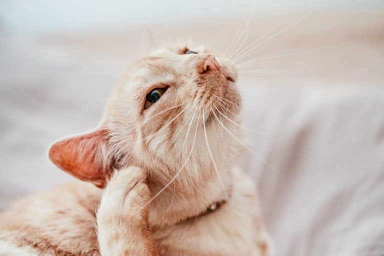 Can You Use Vaseline For Ear Mites In Cats?