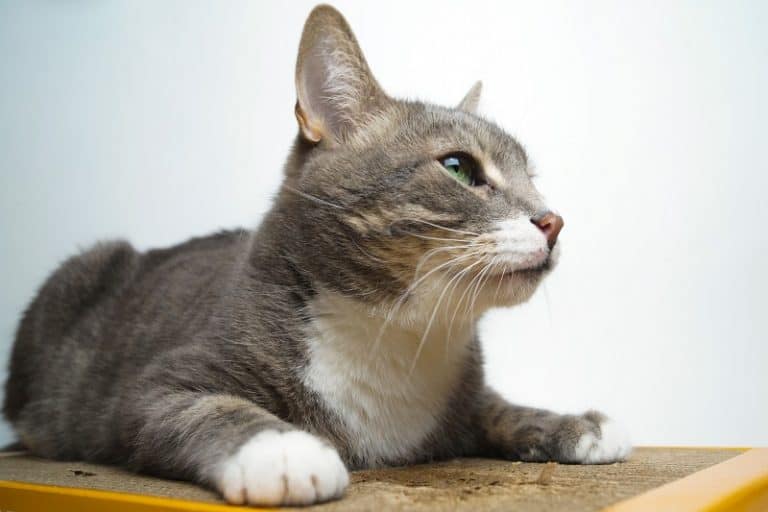 How Long Do Cardboard Cat Scratchers Last?