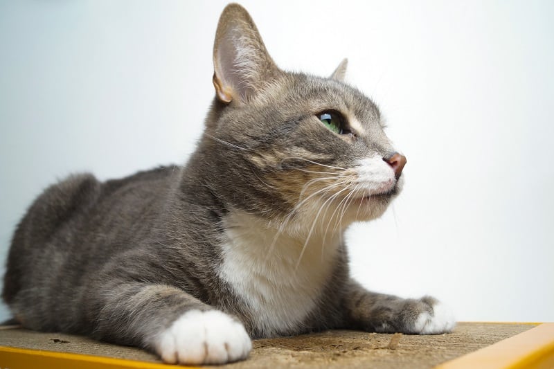 How Long Do Cardboard Cat Scratchers Last 