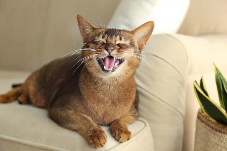Cat Meowing A Lot After Moving Reasons, and Tips to Calm Your Furry