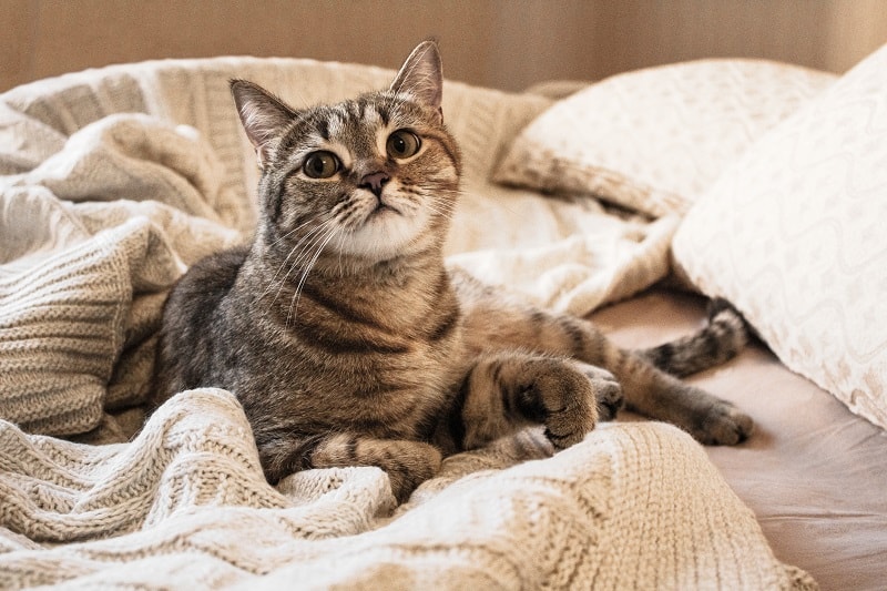 How Long To Keep A Cat Inside After Moving How Long To Keep A Cat Inside After Moving