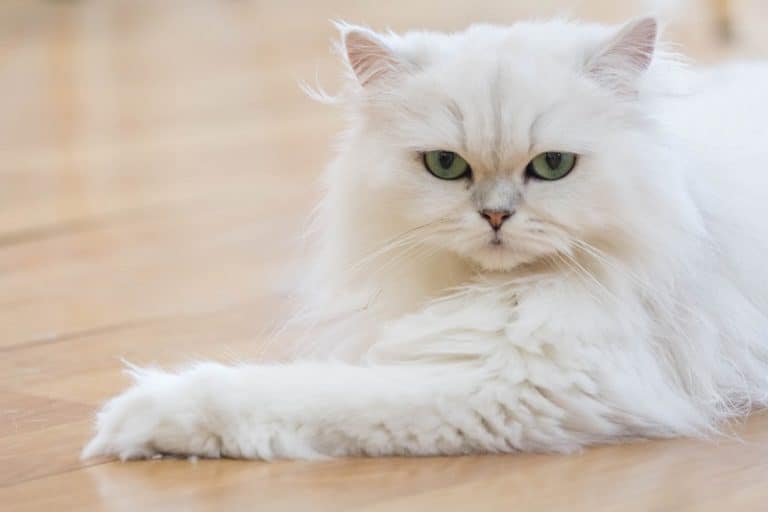 Persian Cat Life Expectancy Tips To Increase Your Cat’s Longevity