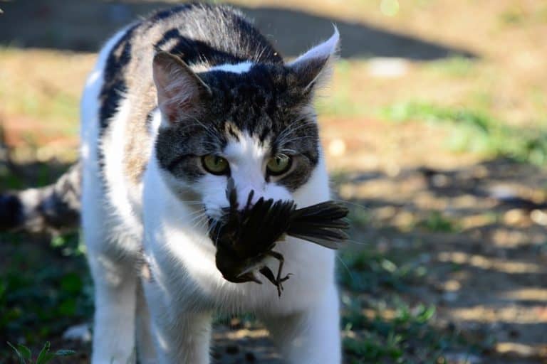 Why Do Cats Bring You Dead Animals?