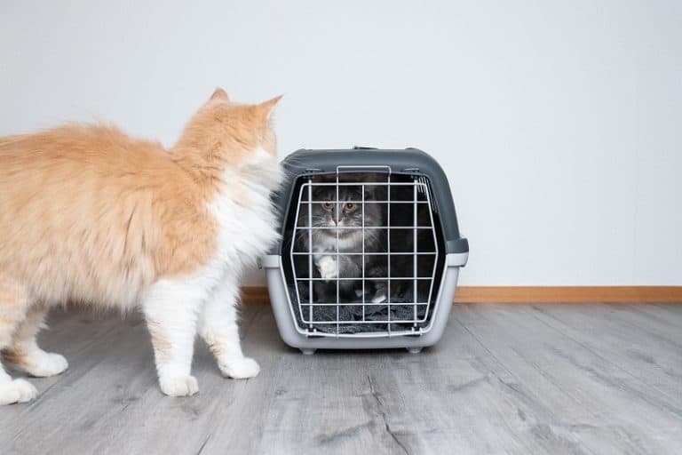 Can You Put Two Cats In One Carrier? Tips and Safety Warning