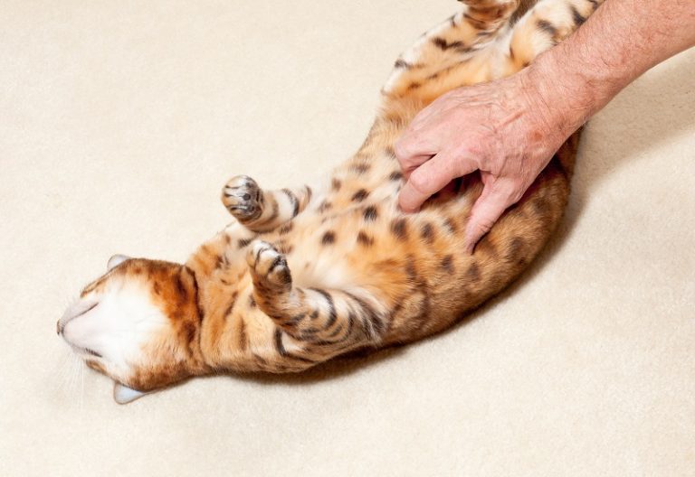 Are Bengal Cats Affectionate What You Need To Know