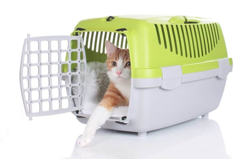 How Long Can A Cat Stay In A Carrier?