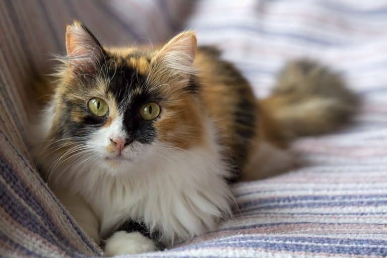 Are Calico Cats Affectionate 