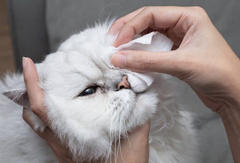 Are Cat Wipes Safe?