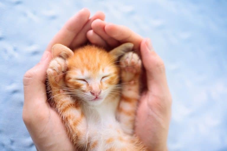 Are Kittens More Affectionate Than Adult Cats?