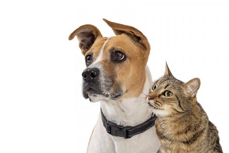 Is Ortho Home Defense Safe For Pets divisa-dr-ortho-spray-at-rs-114-in-kota-id-16916039962