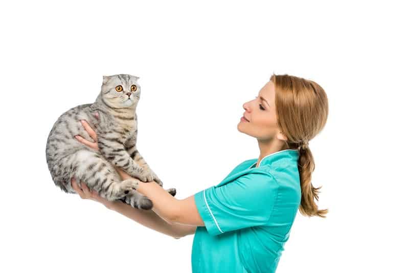 Why Does My Cat Cry When I Pick Her Up 