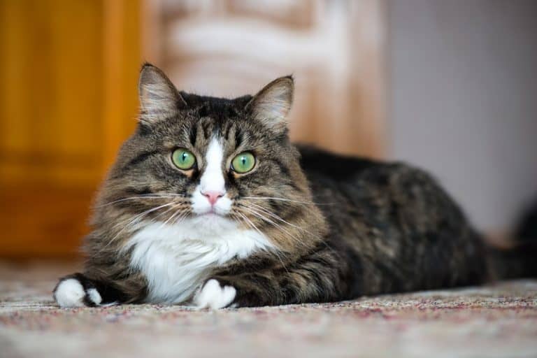 Black Crust Around Cat’s Eyes