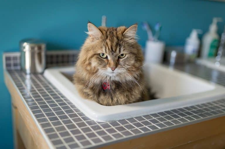How to Stop Your Cat Pooping in the Sink?