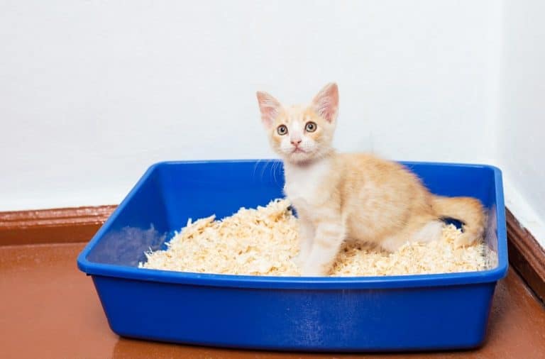 13 Litter Box Hacks to Prevent Unwanted Odors