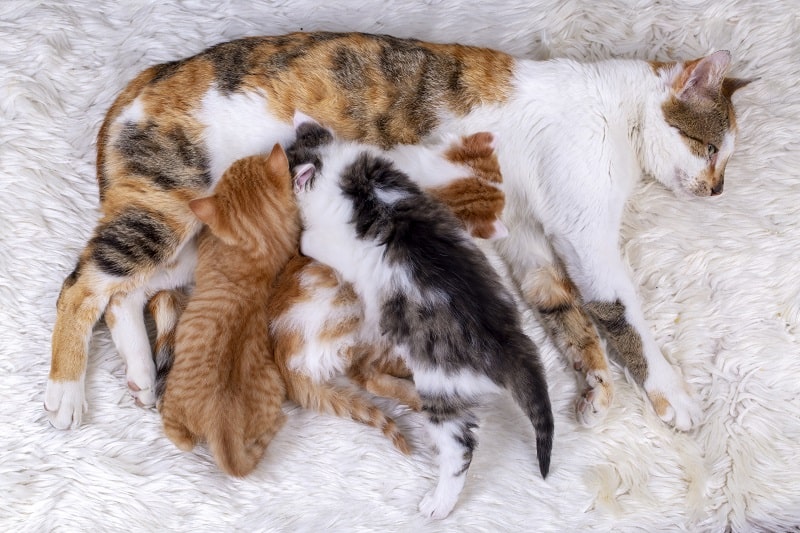 How Many Litters Can A Cat Have Safely 
