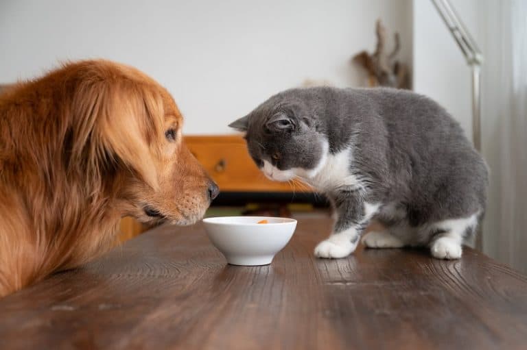 Can Cats and Dogs Drink from the Same Water Bowl?