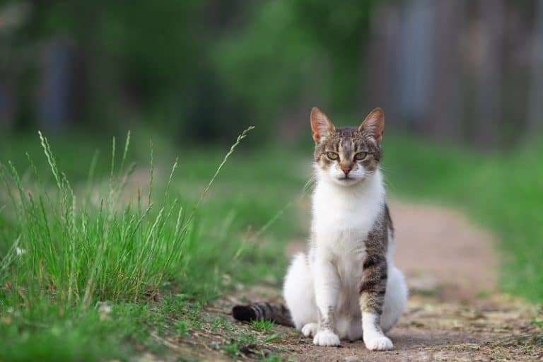 Do Cats Hate Lavender?