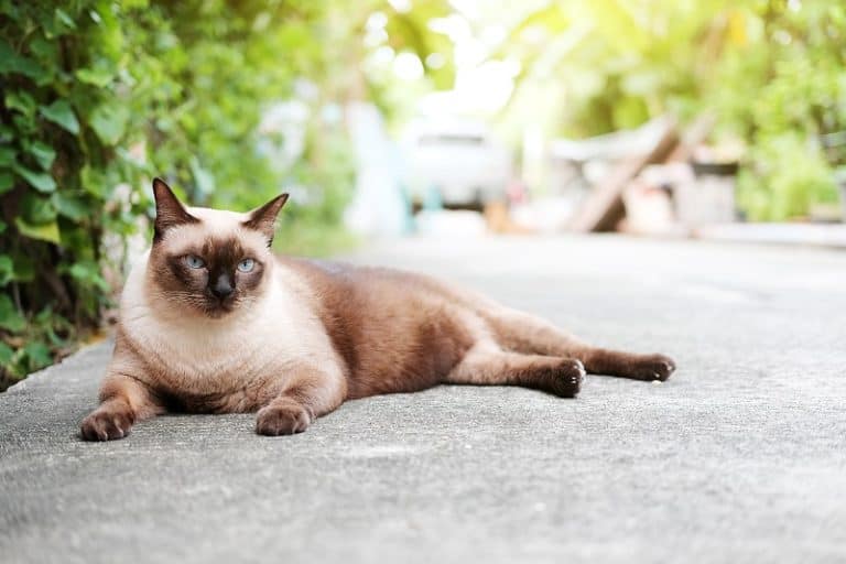 When Do Siamese Cats Stop Changing Color?