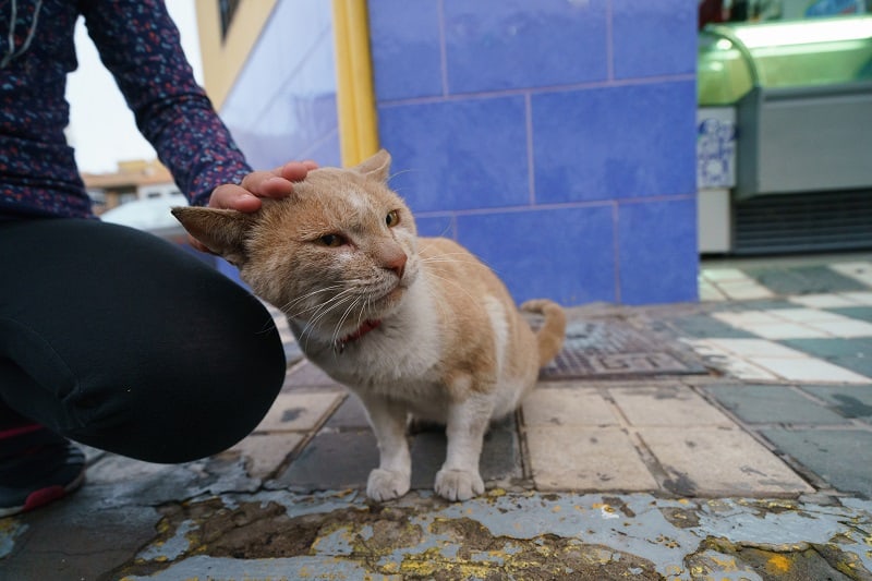 Do Feral Cats Purr 