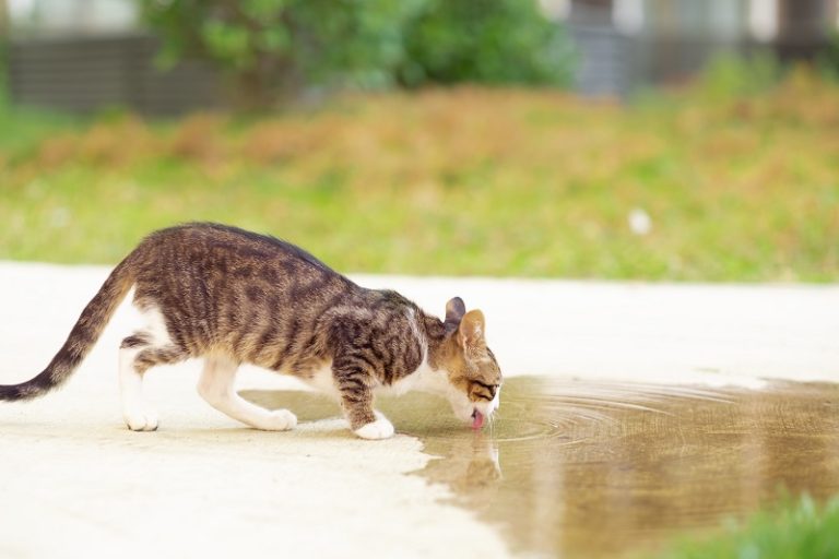 Will Stray Cats Drink Antifreeze?