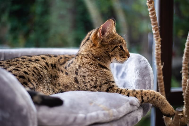 African Domestic Cat Breeds African Domestic Cat Breeds