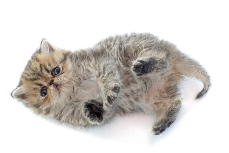 What Breed Of Cat Has Black Paw Pads?