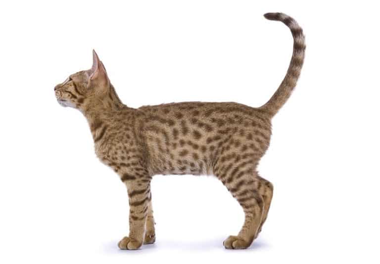 Cat Breeds You Can Walk On A Leash