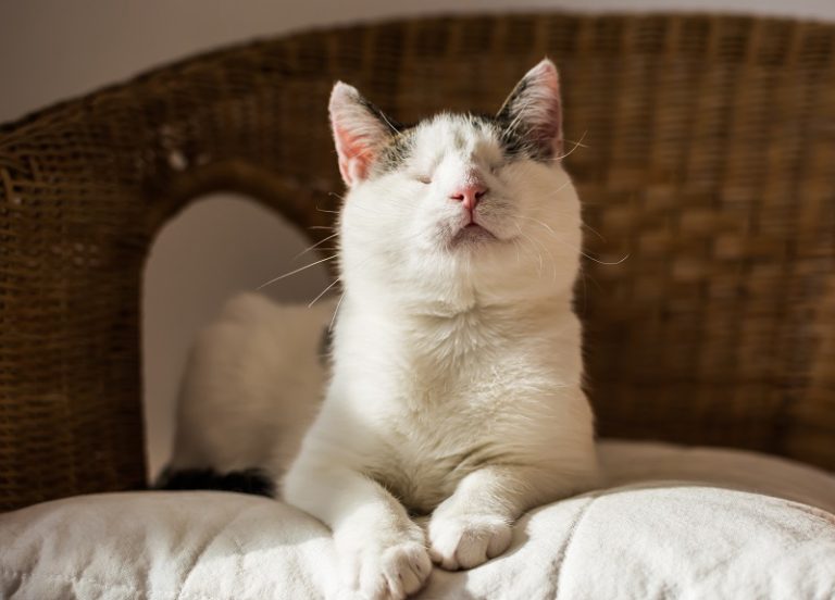 Should You Put Down a Blind Cat?