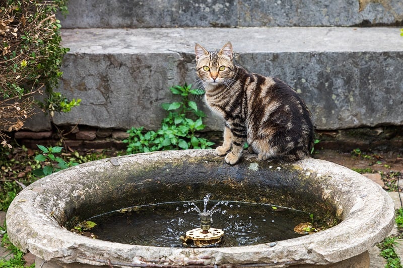 Do Cats Like Water Fountains 