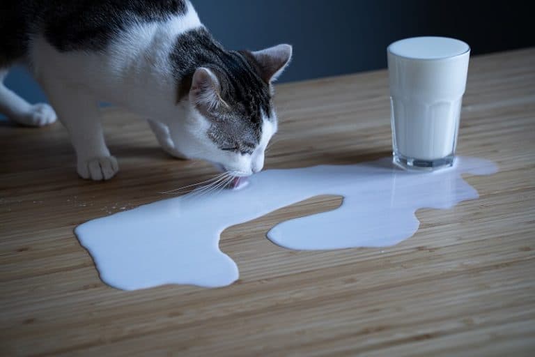 Do Cats Like Milk or Water?