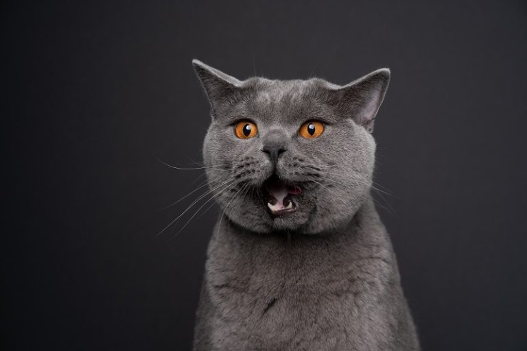 Are Gray Cats Mean?