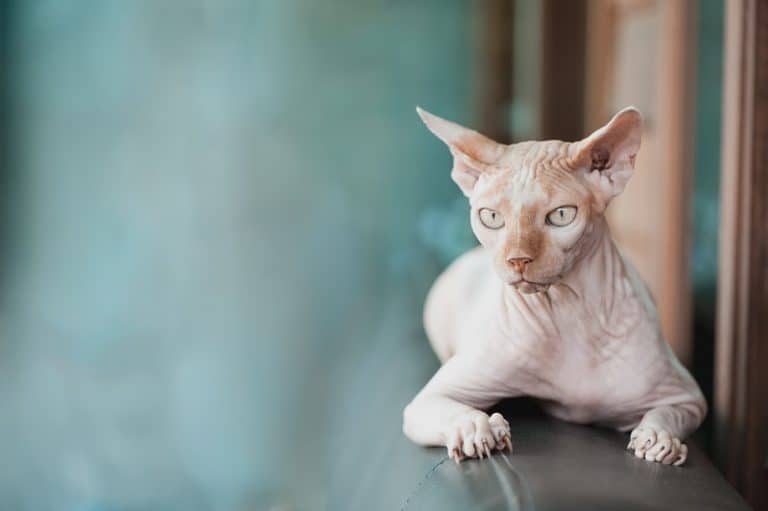 Do Sphynx Cats Like Water?